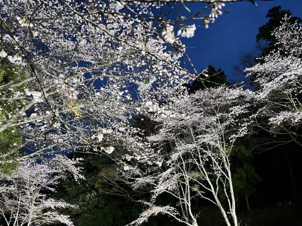 歩崎公園・桜に関するページ