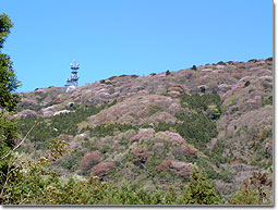 The Mountain Cherry Blossoms of Narusawa