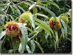 Chestnuts