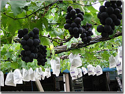 Grapes