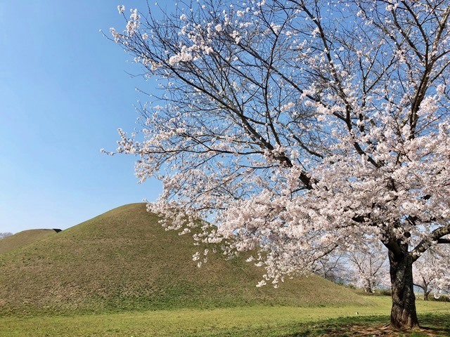 富士見塚と桜