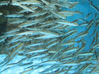 かすみがうら市水族館