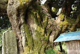 風景(自然)