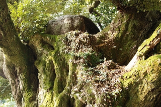 風景(自然)