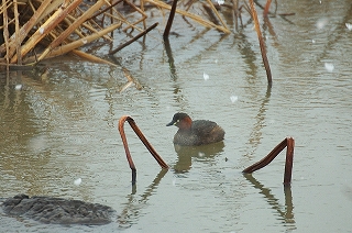 風景(動物)