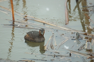 風景(動物)