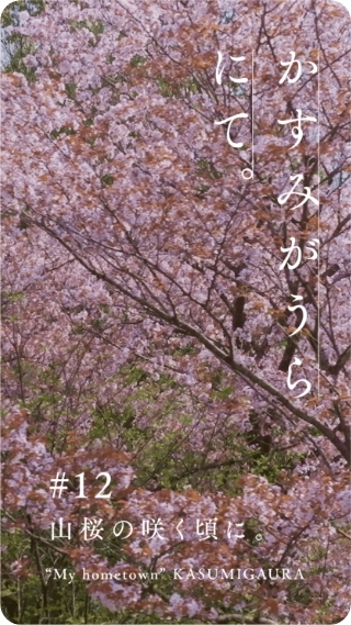 山桜の咲く頃に。